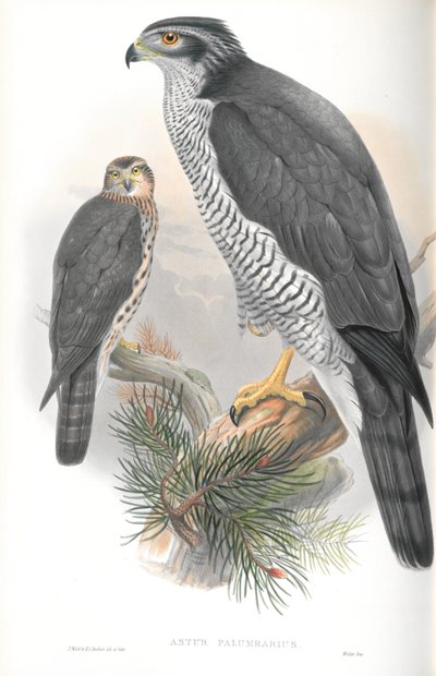 Illustratie van Astur Palumbarius (Havik) door John Gould