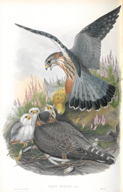 Illustratie van Falco Aesalon (Smelleken) door John Gould