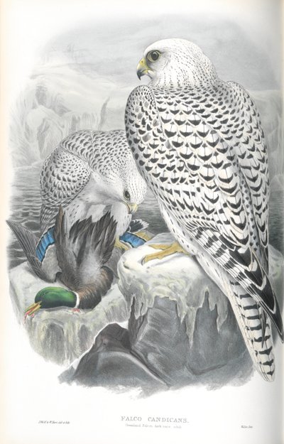 Illustratie van Falco Candicans (Groenlandse Valk Donkere Variant) door John Gould