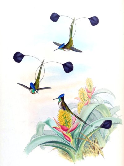 Illustratie van Loddigesia mirabilis (kolibrie) op Aechmea mertensii (als syn. A. mucroniflora) (bromelia) door John Gould