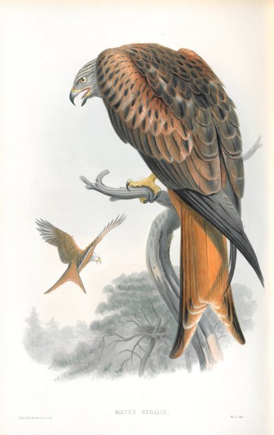 Illustratie van Milvus Regalis (Rode Wouw) door John Gould