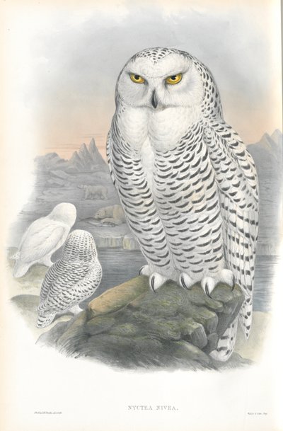 Illustratie van Nyctea Nivea (Sneeuwuil) door John Gould