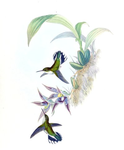 Illustratie van Phlogophilus hemileucurus op Paphinia cristata (orchidee) door John Gould