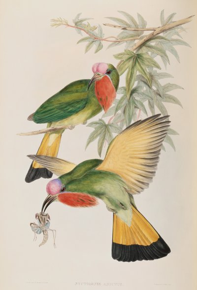 IJsvogel (Nyctiornis Amictus) uit Birds of Asia door John Gould