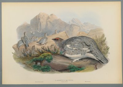 Lagopus Mutus, Herfstverenkleed: Sneeuwhoen door John Gould
