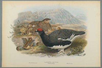 Lagopus Mutus, Zomerverenkleed: Sneeuwhoen door John Gould