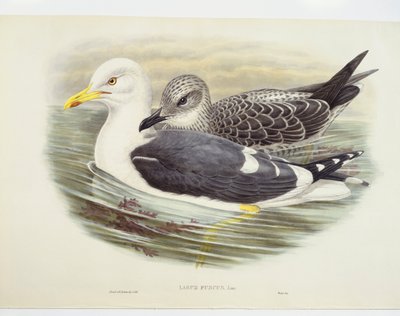 Kleine mantelmeeuw (Larus fuscus), illustratie door John Gould