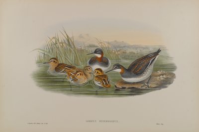 Lobipes Hyperboreus - Grauwe Franjepoot door John Gould