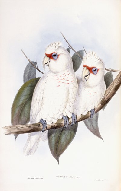 Langsnavelige Kaketoe door John Gould