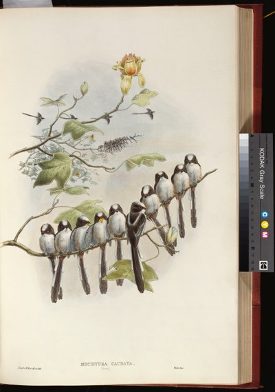 Staartmees door John Gould