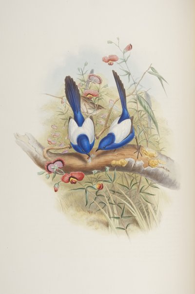 Malurus leuconotus, uit "The Birds of Australia" door John Gould, 1840 door John Gould
