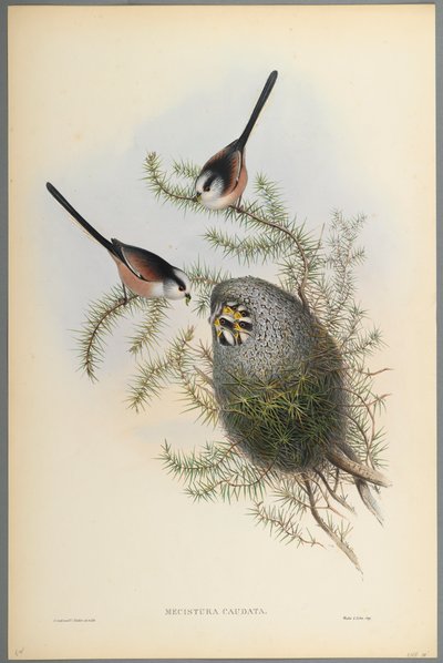Mecistura Caudata - Staartmees door John Gould
