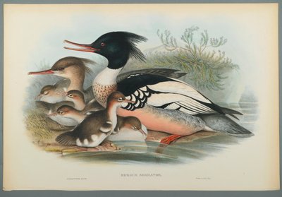 Mergus Serrator: Middelste Zaagbek door John Gould