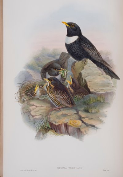 Merula Torquata, plaat uit The Birds of Great Britain door John Gould, uitgegeven 1862-73 door John Gould