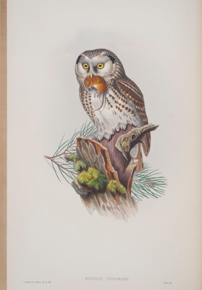 Nyctale Tengmalmi, plaat uit The Birds of Great Britain door John Gould, uitgegeven 1862-73 door John Gould