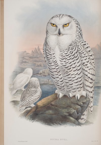 Nyctea Nivea, plaat uit The Birds of Great Britain door John Gould, uitgegeven 1862-73 door John Gould