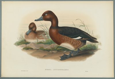 Nyroca Leucophtalmos: Witoogeend door John Gould