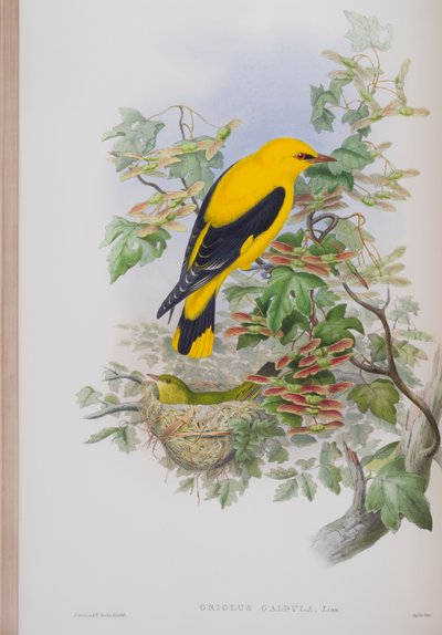 Oriolus Galbula, plaat uit The Birds of Great Britain door John Gould, uitgegeven 1862-73 door John Gould