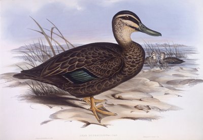 Pacifische zwarte eend (Anas superciliosa), gravure door John Gould door John Gould