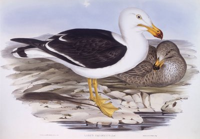 Pacifische meeuw (Larus pacificus), gravure door John Gould door John Gould