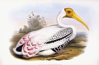 Geschilderde ooievaar door John Gould