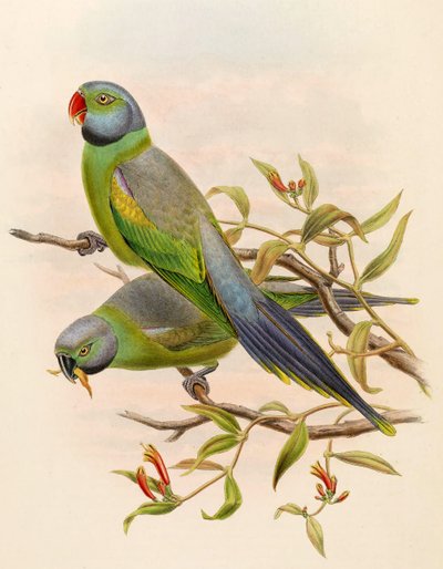 Palaeornis calthropae = Psittacula calthropae door John Gould