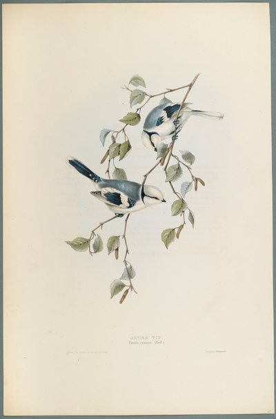 Parus Cyanus: Azuren Mees door John Gould