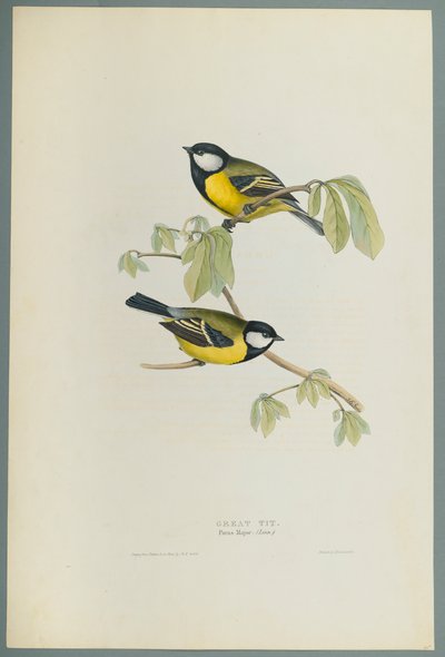 Parus Major: Koolmees door John Gould