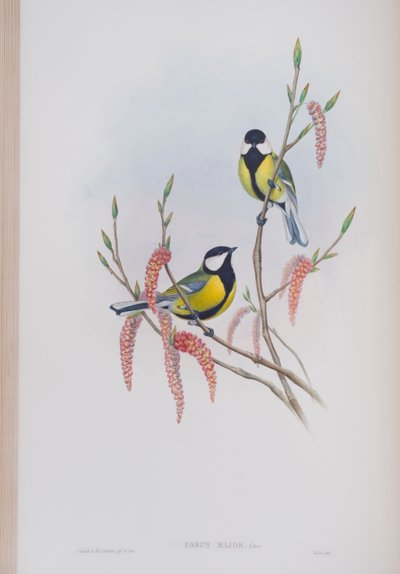 Parus Major, plaat uit The Birds of Great Britain door John Gould, uitgegeven 1862-73 door John Gould