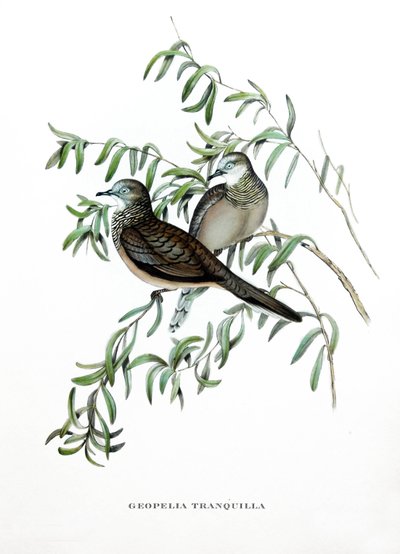 Vredesduif, vogels uit Australië, gravure uit boek van John Gould (1804-1881) "Tropische Vogels" door John Gould