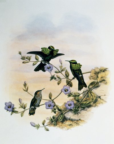 Pauw Coquette (Lophornis pavoninus), gravure uit Monografie van Trochilidae of Kolibries (1849-1861), door John Gould (1804-1881), Verenigd Koninkrijk door John Gould