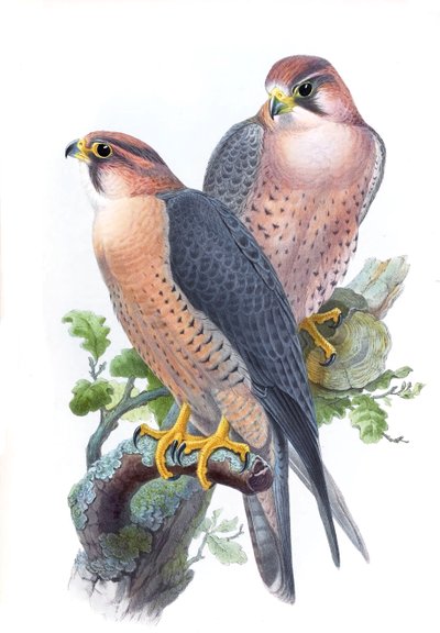 Slechtvalk, (Roodkapvalk) Falco peregrinus babylonicus Sclater door John Gould