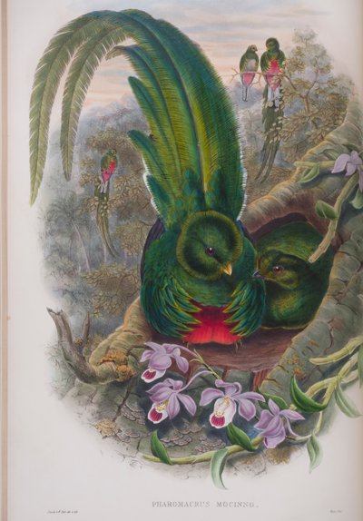 Pharomacrus Mocinno, plaat uit The Birds of Great Britain door John Gould, uitgegeven 1862-73 door John Gould