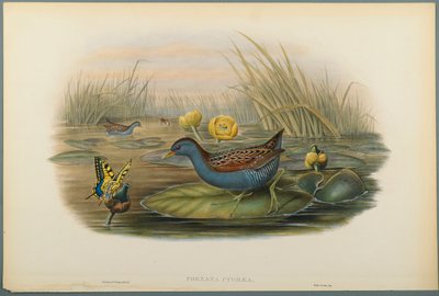 Porzana Pygmaea, Baillons Ral door John Gould