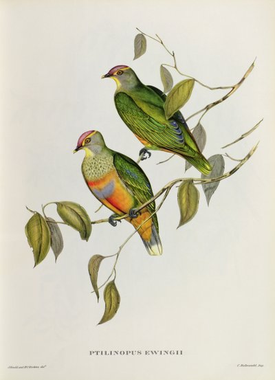 Ptilinopus Ewingii door John Gould