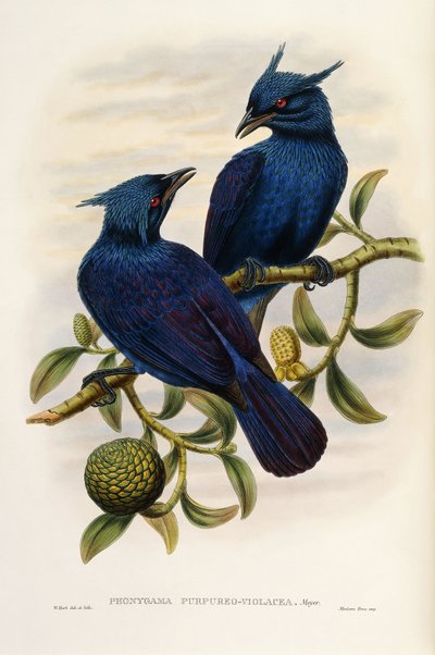 Paarse en Violette Manucode door John Gould