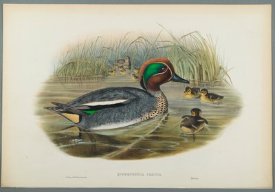 Querquedula Crecca: Wintertaling door John Gould