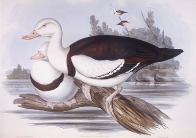 Radjah Scholekster (Tadorna radjah), Gravure door John Gould door John Gould