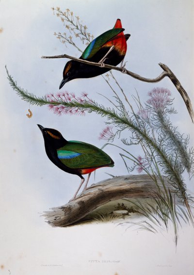 Regenboogpitta (Pitta iris), gravure uit Birds of Australia door John Gould