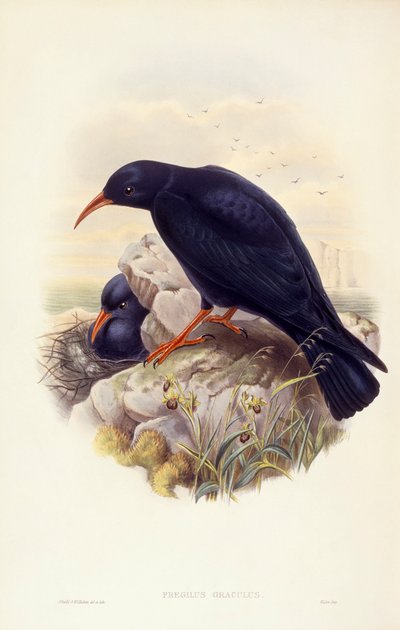 Roodbekkraaien (Pyrrhocorax pyrrhocorax), gravure door John Gould door John Gould
