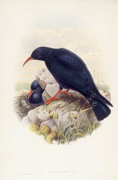 Alpenkraai (Pyrrhocorax pyrrhocorax), gravure door John Gould door John Gould