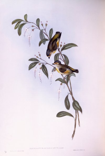 Roodbrauwpardalote (Pardalotus rubricatus), gravure door John Gould door John Gould