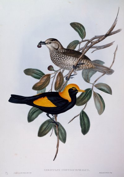 Regent Prieelvogel (Sericulus chrysocephalus), gravure uit Birds of Australia door John Gould