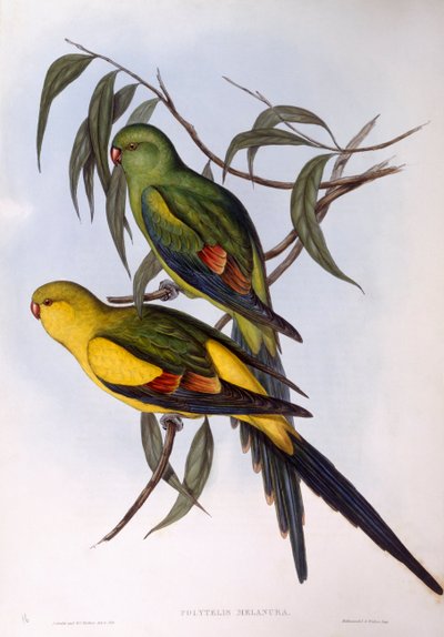 Regentparkiet (Polytelis anthopeplus), gravure door John Gould door John Gould
