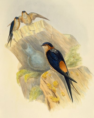 Roodbuikzwaluw (Hirundo daurica), gravure door John Gould (1804-1881), Verenigd Koninkrijk door John Gould