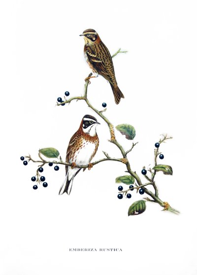 Rustieke Bunting, vogels uit Azië (China en Japan), gravure uit boek van John Gould (1804-1881) "Tropical Birds" door John Gould