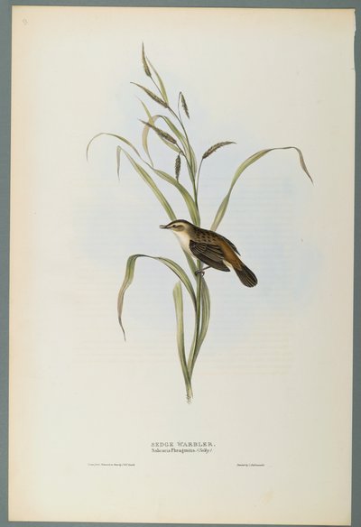 Salicaria Phragmatis: Rietzanger door John Gould