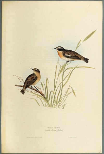 Saxicola Rubetra - Roodborsttapuit door John Gould