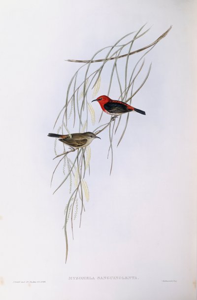 Scharlaken myzomela (Myzomela sanguinolenta), gravure door John Gould door John Gould