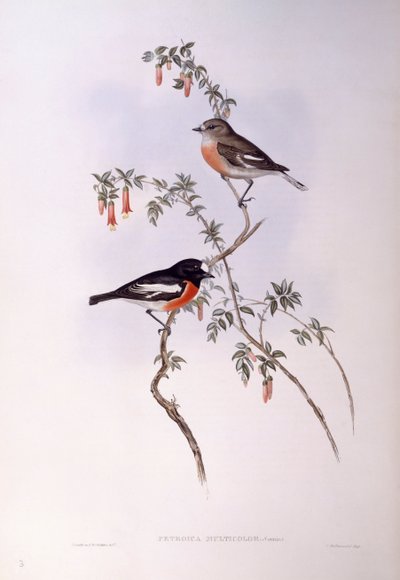 Roodborstje (Petroica multicolour), Gravure door John Gould door John Gould